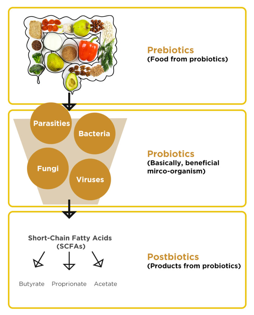 dietary fibre, fibre, health, pulse tcm, gut, gut microbiome